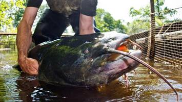 Riesenwelse im Gardasee: So will Italien die „Monster-Fische“ einfangen