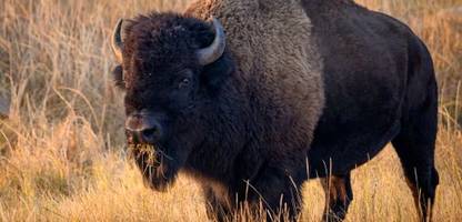 Yellowstone-Nationalpark in den USA: Bison wirft Tourist meterhoch in die Luft