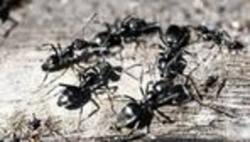 Tiere: Invasive Ameise breitet sich in Bayern aus