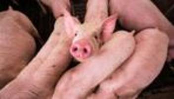 Schweine-Überproduktion in der Schweiz: »Wir spielen hier Gott. Wir geben Leben, und wir nehmen es wieder«