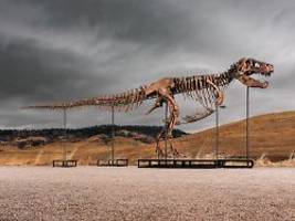 nach zehnminütigem wettstreit: skelett von t-rex gus bricht auktionsrekord