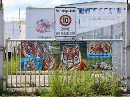 Staatsanwaltschaft ermittelt: Mann zwei Monate nach Tigerangriff in Sachsen gestorben