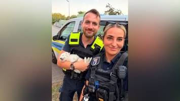 Kind wirbelt Hundewelpen „wie Puppe durch die Luft“ – Polizei rettet Tier