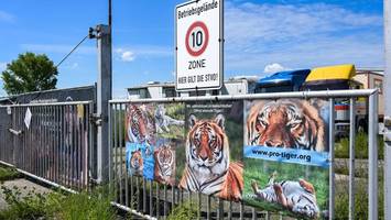 Sachsen: 72-Jähriger stirbt zwei Monate nach Angriff durch Tiger