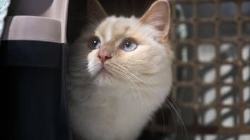 Tierheim Berlin nimmt in erster Ferienwoche 46 Katzen auf