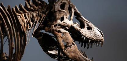 sotheby's: skelett von tyrannosaurus rex für 43 millionen dollar versteigert