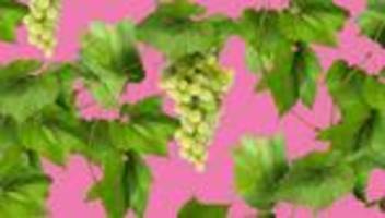Grüner Veltliner: Geht uns der gute Wein aus?