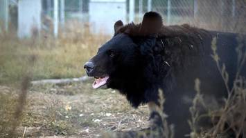 Japan: Bär dringt in Wohnhaus ein und räumt den Kühlschrank aus