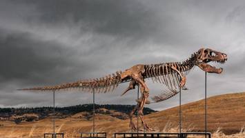 rekordpreis für dinosaurierfossil: t-rex „gus“ erzielt 50 millionen dollar