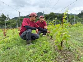 Export nach Deutschland: Rotwein vom Fudschijama