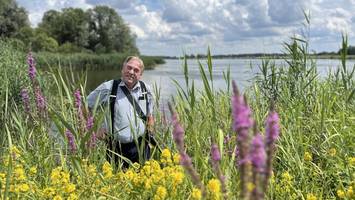 hund beißt schwan tot – naturfreund sorgt sich um einzigartiges idyll