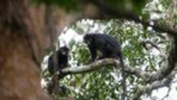 colobus congoensis: neue affenart in kongos regenwald entdeckt