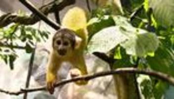 Hamburger Zoo: Totenkopfaffen ziehen bei Hagenbecks Tierpark ein