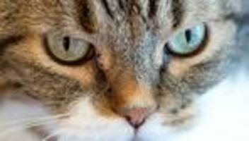 Rassetiere: 60 Katzen in Anhänger gefunden - Ermittlungen