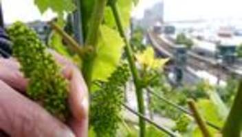 Sommerserie Menschen im Hafen: Weinberg mit Blick auf Hamburger Hafen - Exklusive Tropfen