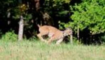 Tiere: So heißt die neue Luchskatze im Schwarzwald
