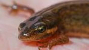 trockenstress: hitze und dürre machen jungen amphibien zu schaffen