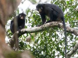 Hinweise von Bewohnern im Kongo: Neue Affenart entdeckt - die schon bald verschwinden könnte