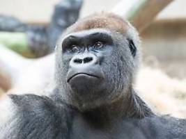 vorfall im zoo basel: unbeabsichtigter biss: gorilla tötet eigenes baby