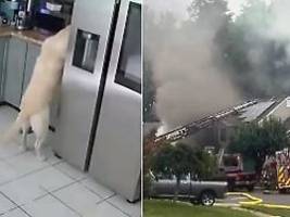 Überwachungskamera filmt Vorfall: Hund betätigt Toaster und setzt Haus in Brand