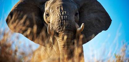 elefanten-ohren: forscher vermessen, was die tiere zu lauschexperten macht