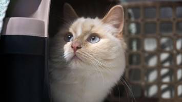 Rätsel um Tierfund in Seevetal: 60 Katzen in geparktem Pkw entdeckt