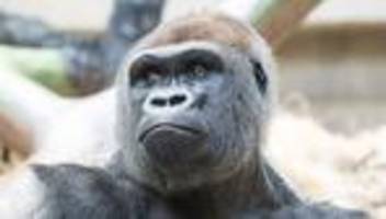 Aggressiver Silberrücken: Zwei Gorillas totgebissen - was ist los im Zoo Basel?
