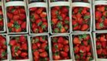 Landwirtschaft: Kleinere Anbaufläche - weniger Erdbeeren, etwas mehr Spargel