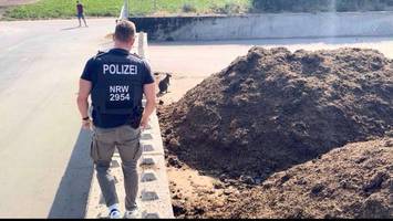 känguru in nrw ausgebüxt – streifzug des wallabys nimmt tragisches ende