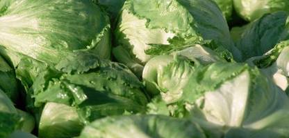 USA: Salat soll Ursache für Durchfallwelle sein