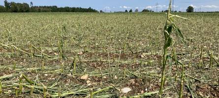 So schwer hat das Unwetter die Landwirte im Unterallgäu getroffen
