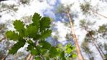 wald: neue bäume braucht der wald