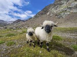 Drama in Schweizer Alpen: Fast 100 Schafe vom Blitz erschlagen