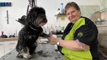 hundefriseurin in bergedorf: schere, shampoo, föhn – doch eine sache ist tabu