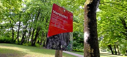 „In diesem Jahr hat der Befall zugenommen“: Wo der Eichenprozessionsspinner in Augsburg nistet