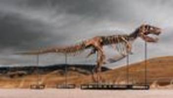 Skelett von T-Rex »Gus«: »Ich habe keine Worte dafür, die jugendfrei sind«