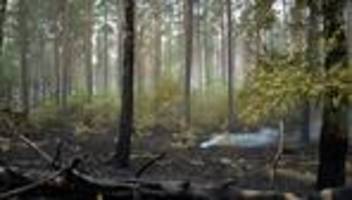 Brände: Ministerium: Waldbrand im Müritz-Nationalpark ist gelöscht