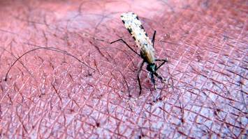 malaria am frankfurter flughafen: vier mitarbeiter infiziert
