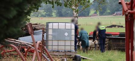 Tierschutz-Einsatz mit Polizei und Veterinäramt: Schaf wird noch vor Ort eingeschläfert