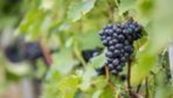 Krisendestillation: Zu wenig Konsum - Wird Württemberger Wein zu Putzmittel?