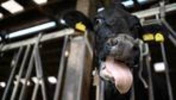 Tierseuche: Blauzungenkrankheit: Neue Sperrzone in Niedersachsen