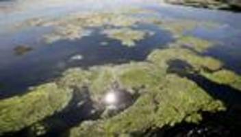 umwelt: grün und schnell wachsend - die wasserpest