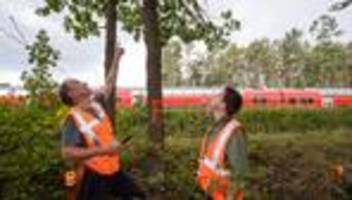 vegetationsarbeiten: 3.000 bäume müssen weg - bahn sperrt strecke in unterfranken