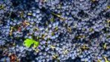Weinmarkt entlasten: Krisendestillation für Rotwein und Rosé möglich