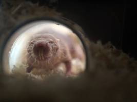 Biologie: Wie die Königin der Nacktmulle die Konkurrenz ausschaltet