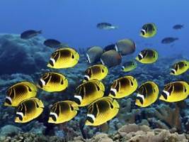 El Niño bedroht Ökosystem: Great Barrier Reef steht womöglich vor dem Kollaps