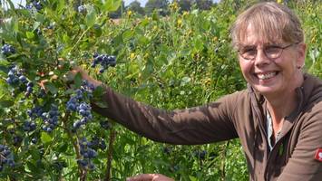 Heidelbeeren: Von der Ernte bis zum Supermarkt – ein Blick hinter die Kulissen