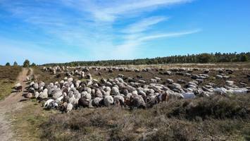 Mann stiehlt Schaf von einer Weide – um es direkt zu grillen
