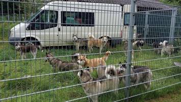 polizei stoppt transporter auf der a7 – und entdeckt darin 19 huskys