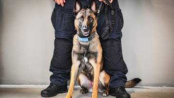 polizeihund beißt autofahrer: polizistin wegen körperverletzung verurteilt